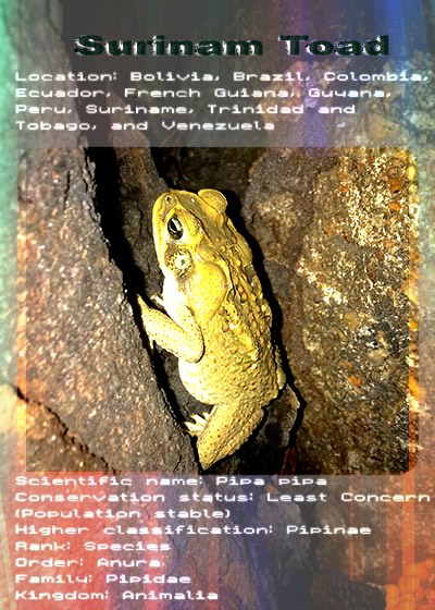 SURINAMTOAD, artwork by Jona Carbi (PNG)